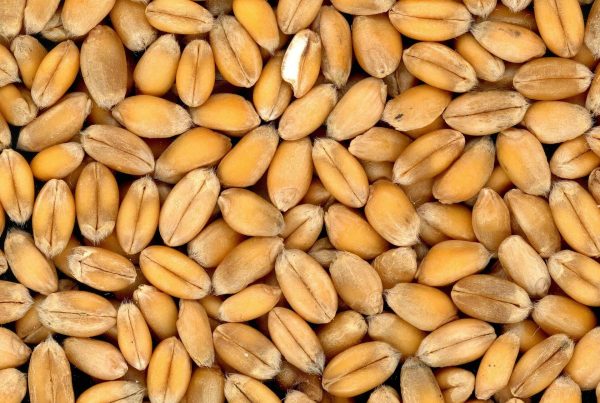 Солод и солодовые продукты